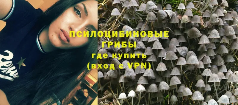 купить наркоту  Буинск  Псилоцибиновые грибы Psilocybe 